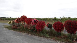 Ligne de bégonias en test sur « la vague », avec une très bonne tenue cet été 2019. A l’Astredhor Sud-Ouest - Gie F&P, à Villenave-d’Ornon (33).